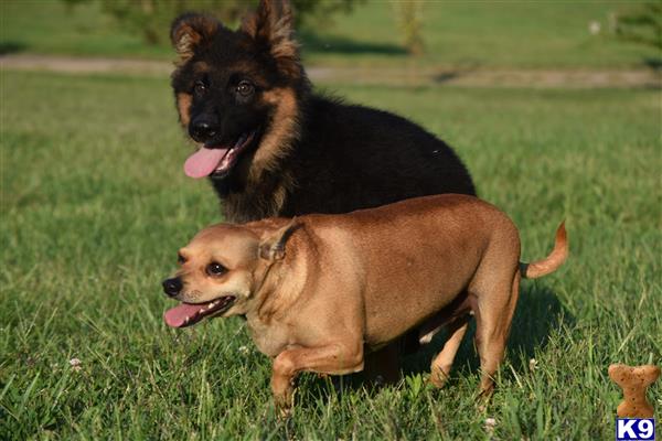 blueridgelanegsd Picture 3